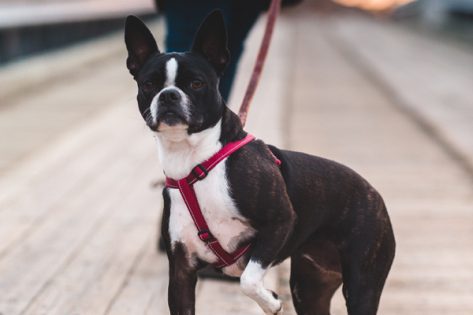 10 Dog Walking Tips for an Enjoyable Outing - Richell USA Inc.