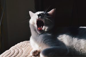 White cat yawns in sunlight
