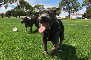 Two pitbulls at the dog park