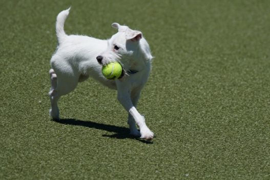 Dog Park 101: Tips for Visiting Your First Off-Leash Dog Park - Richell ...