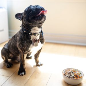 Brown french bull dog sits by food bowl