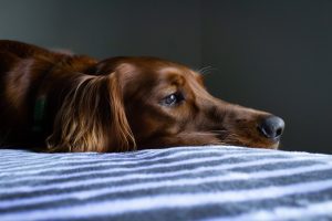 hound dog rests on bed