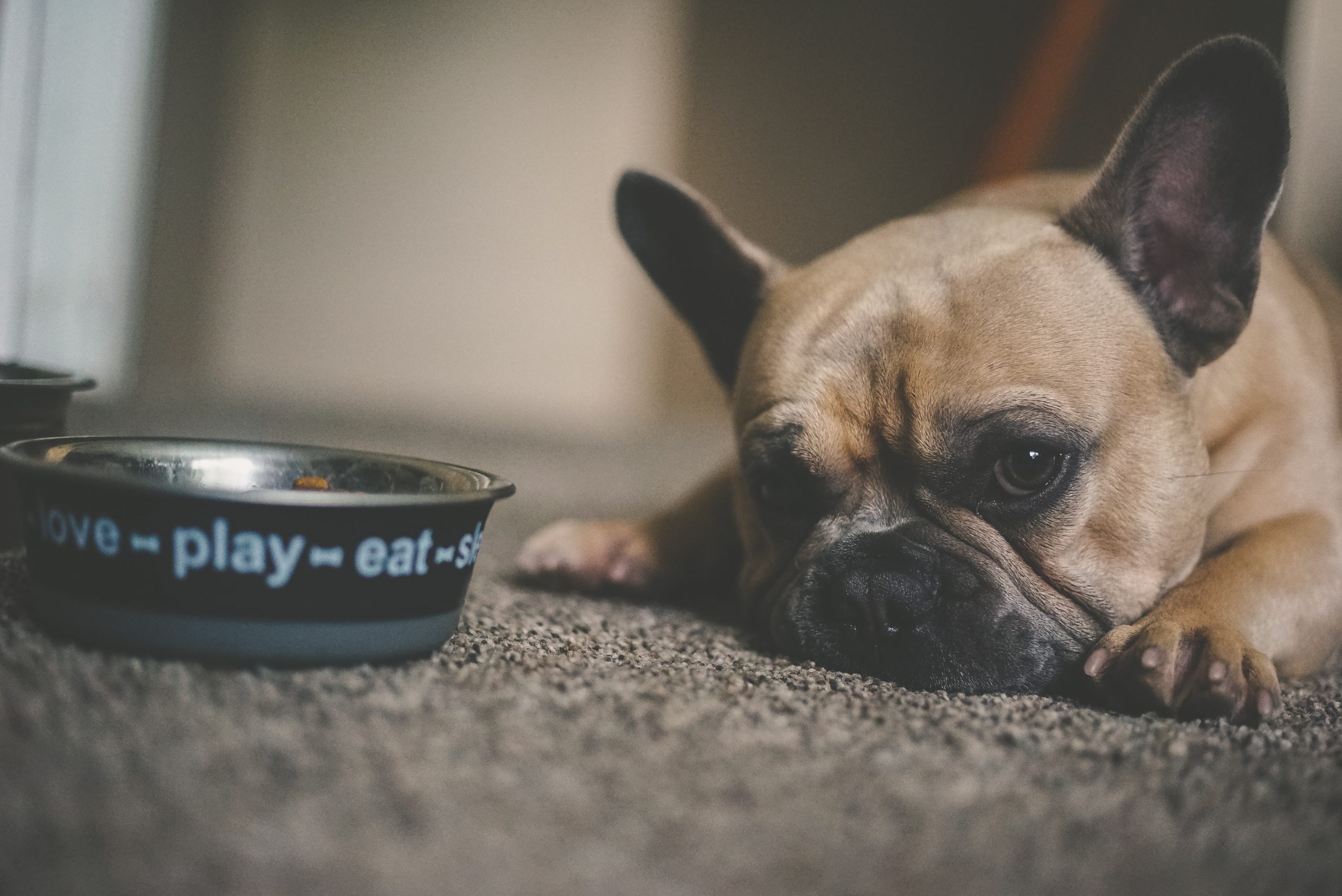 19 human foods dogs can and cannot eat