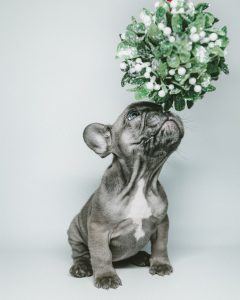 french bulldog puppy sniffs flower