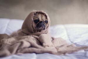 Unhappy Pug in Blanket