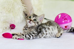 kitten playing with pink mouse