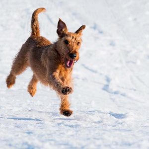 Dog prancing on snow
