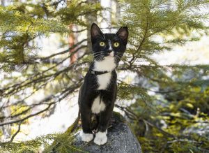 black and white cat in tree