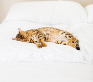sleeping spotted cat indoors