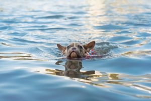 French Bulldog Swimming