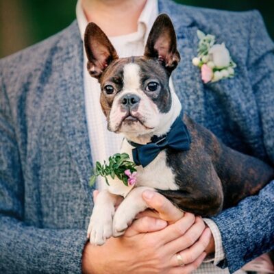 DOs and DON’Ts for Dogs at Weddings