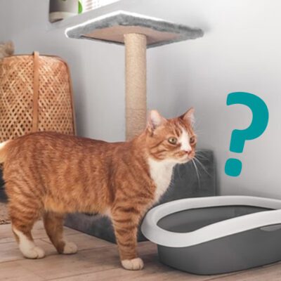 Benefits of a High Wall Cat Litter Box for Reducing Mess