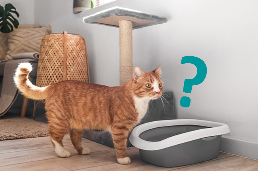 Benefits of a High Wall Cat Litter Box for Reducing Mess