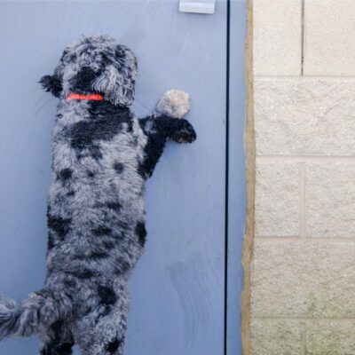 How to Stop Your Dog from Scratching at the Door