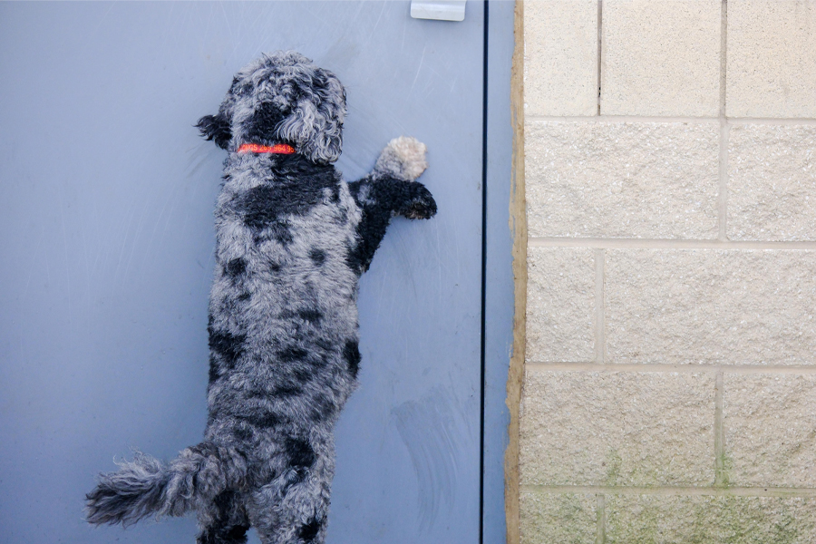 How to Stop Your Dog from Scratching at the Door