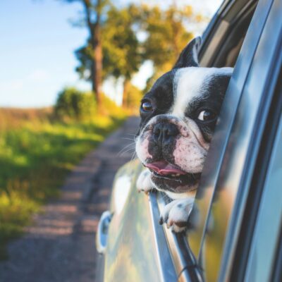 Traveling with Your Dog Can Be So Much Easier!